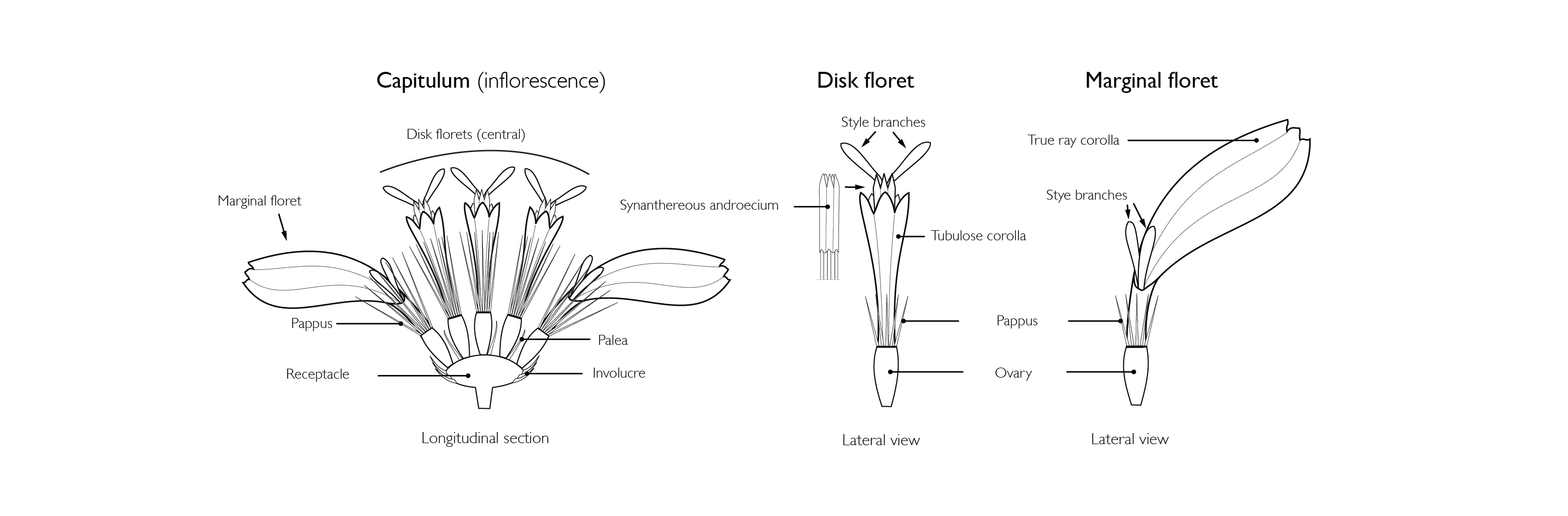 anatomy_capitulum